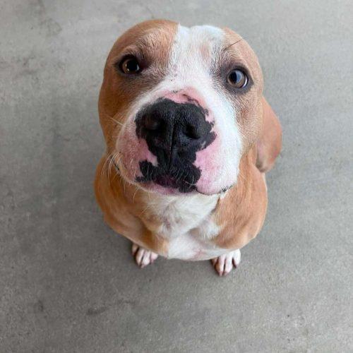 Dino, Adoptable, Adult Male American Staffordshire Terrier & Mixed Breed.