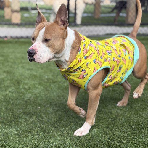 Dino, Adoptable, Adult Male American Staffordshire Terrier & Mixed Breed.