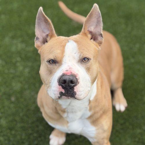 Enlarge Dino, a Adoptable mixed breed in Georgetown, KY image 4/6