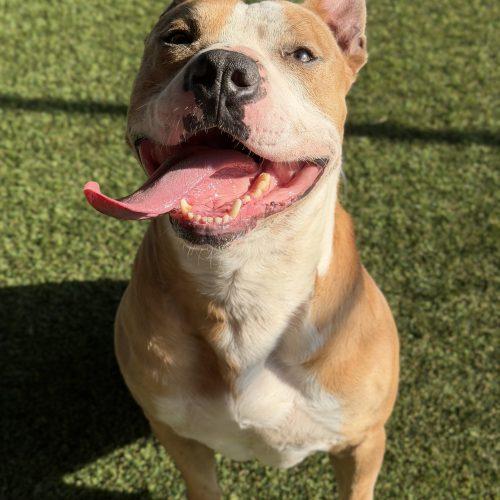 Enlarge Dino, a Adoptable mixed breed in Georgetown, KY image 5/6