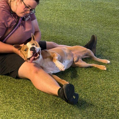 Dino, a Adoptable mixed breed in Georgetown, KY image 4/5