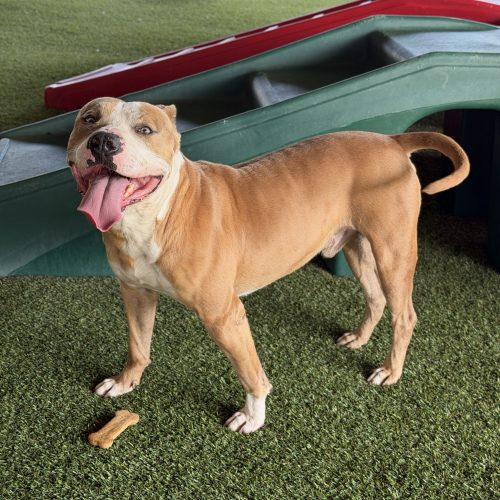 Enlarge Dino, a Adoptable mixed breed in Georgetown, KY image 6/6