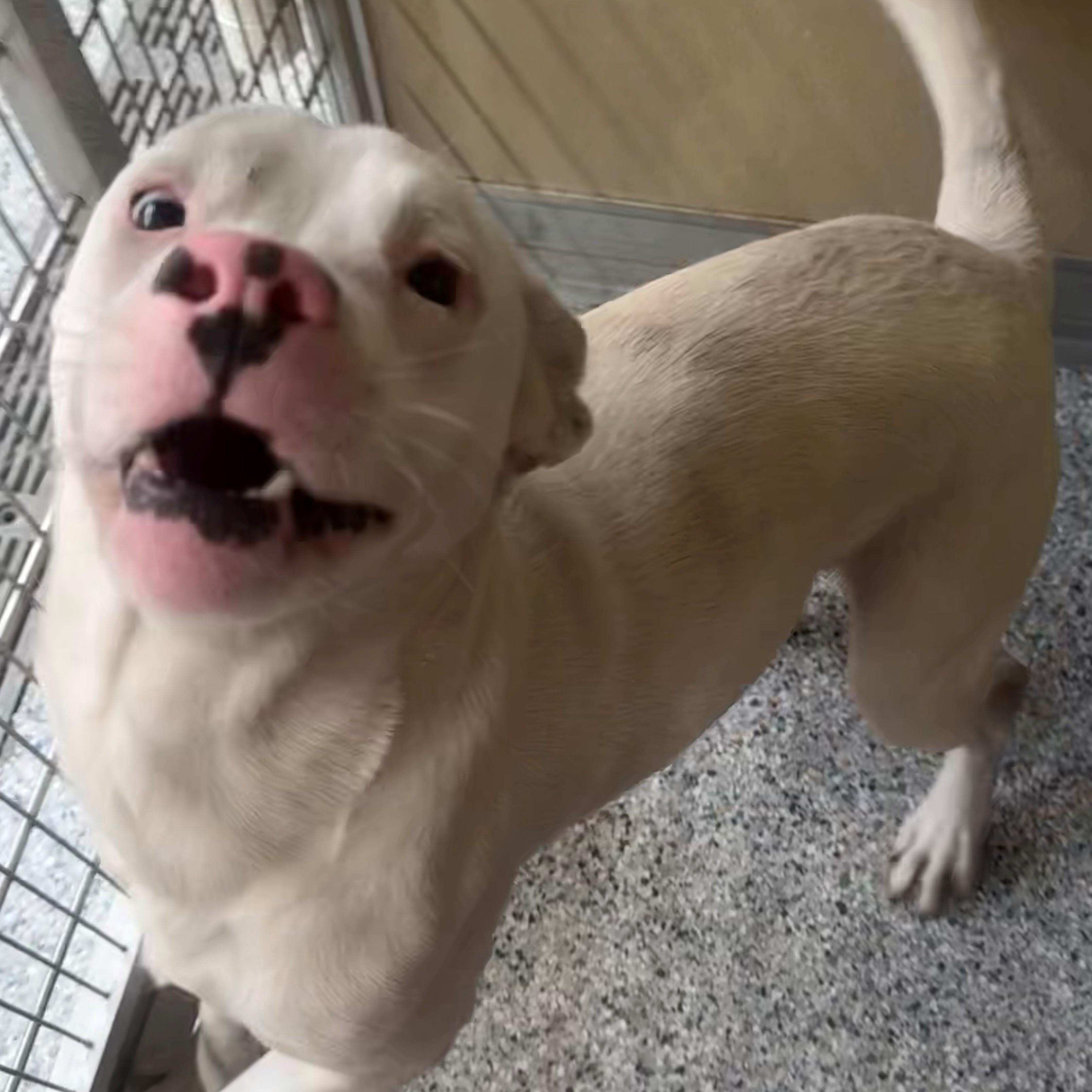 Enlarge Nimbus, a ADOPTABLE Pit Bull Terrier in St. Augustine, FL image 2/3