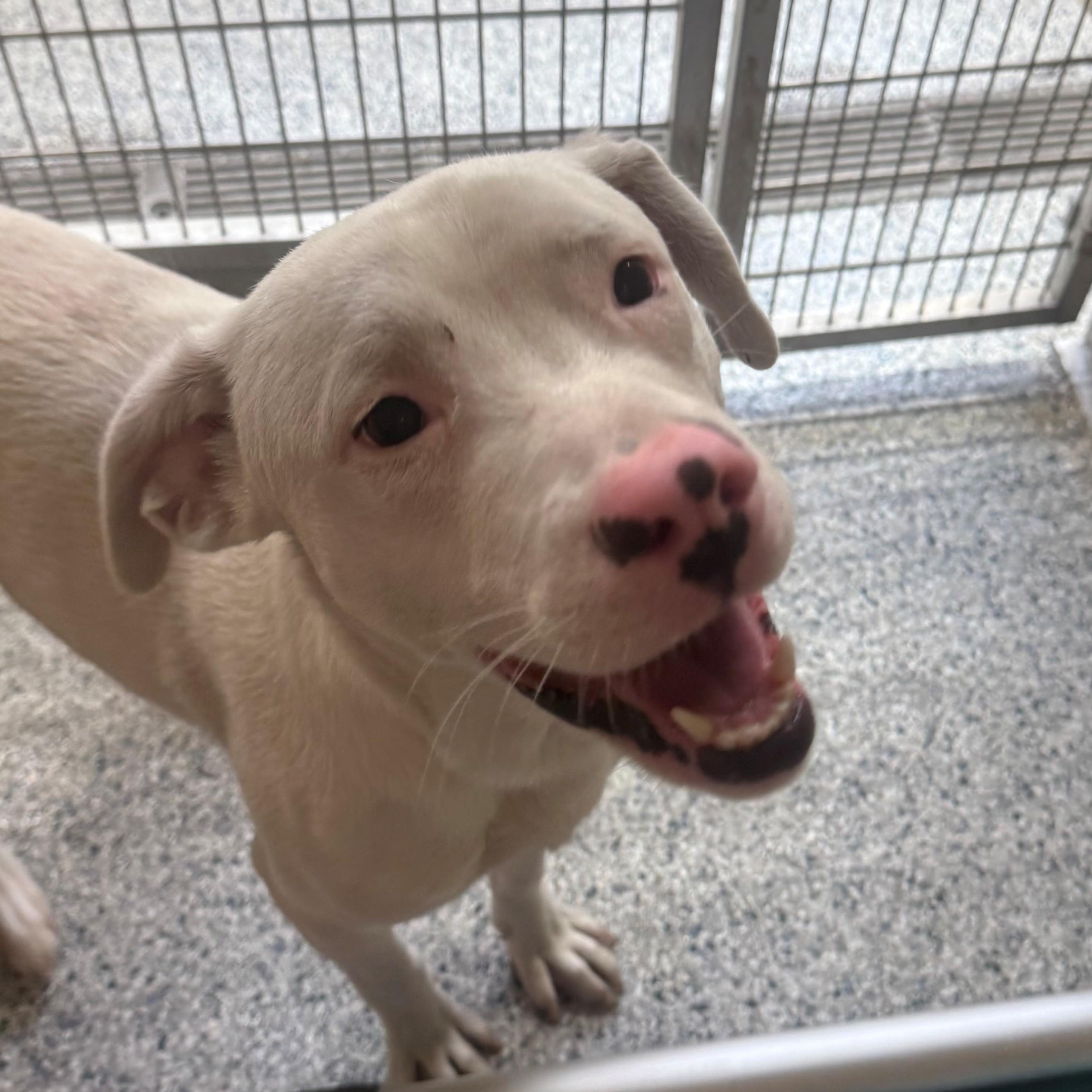 Enlarge Nimbus, a ADOPTABLE Pit Bull Terrier in St. Augustine, FL image 1/3