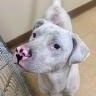 Enlarge Nimbus, a ADOPTABLE Pit Bull Terrier in St. Augustine, FL image 3/3