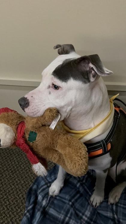 Freya (in foster) — thumbnail 2