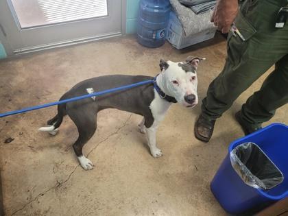 Freya (in foster) — thumbnail 3