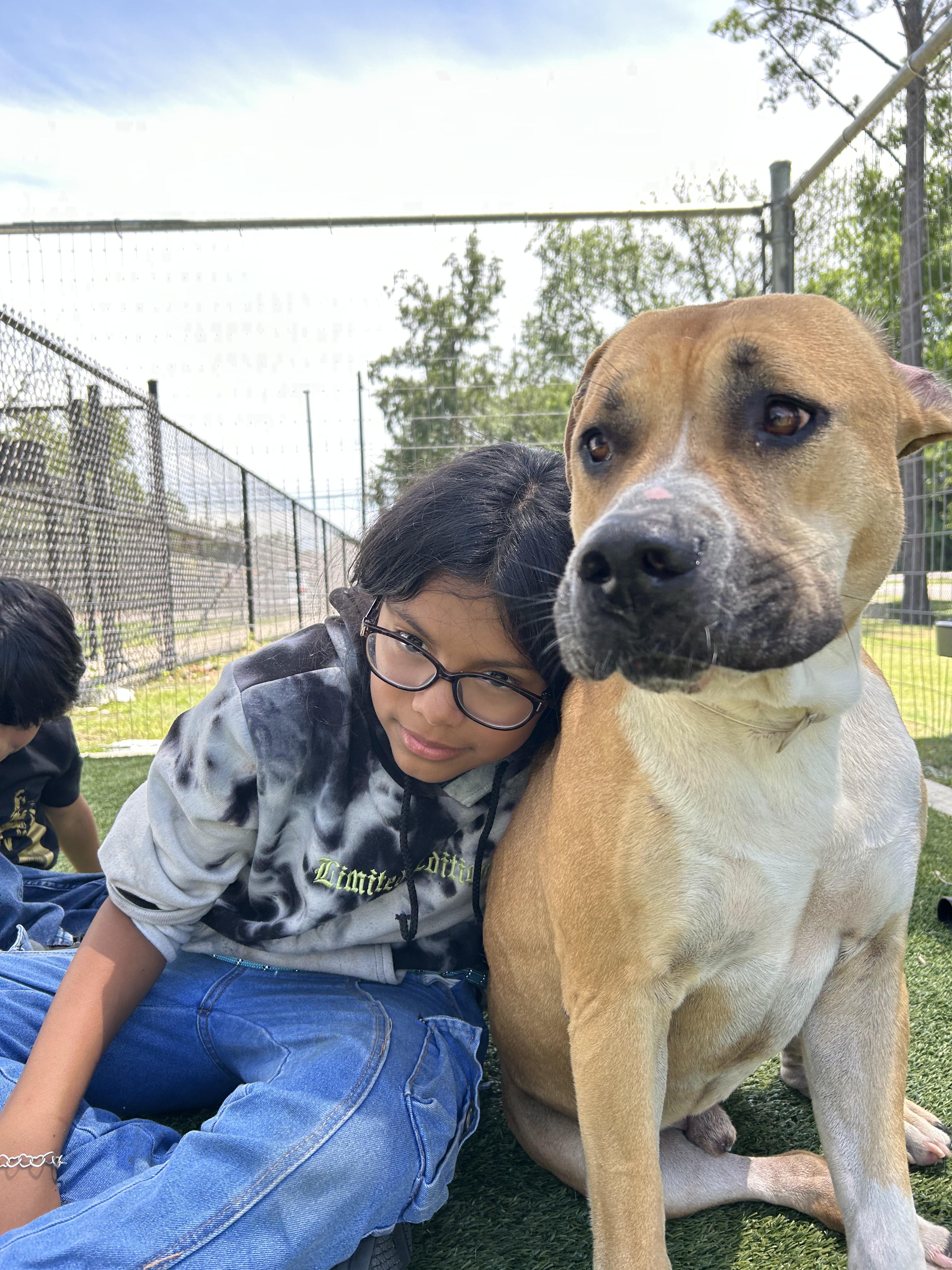 Enlarge Blaze, a Adoptable mixed breed in Pearland, TX image 3/6