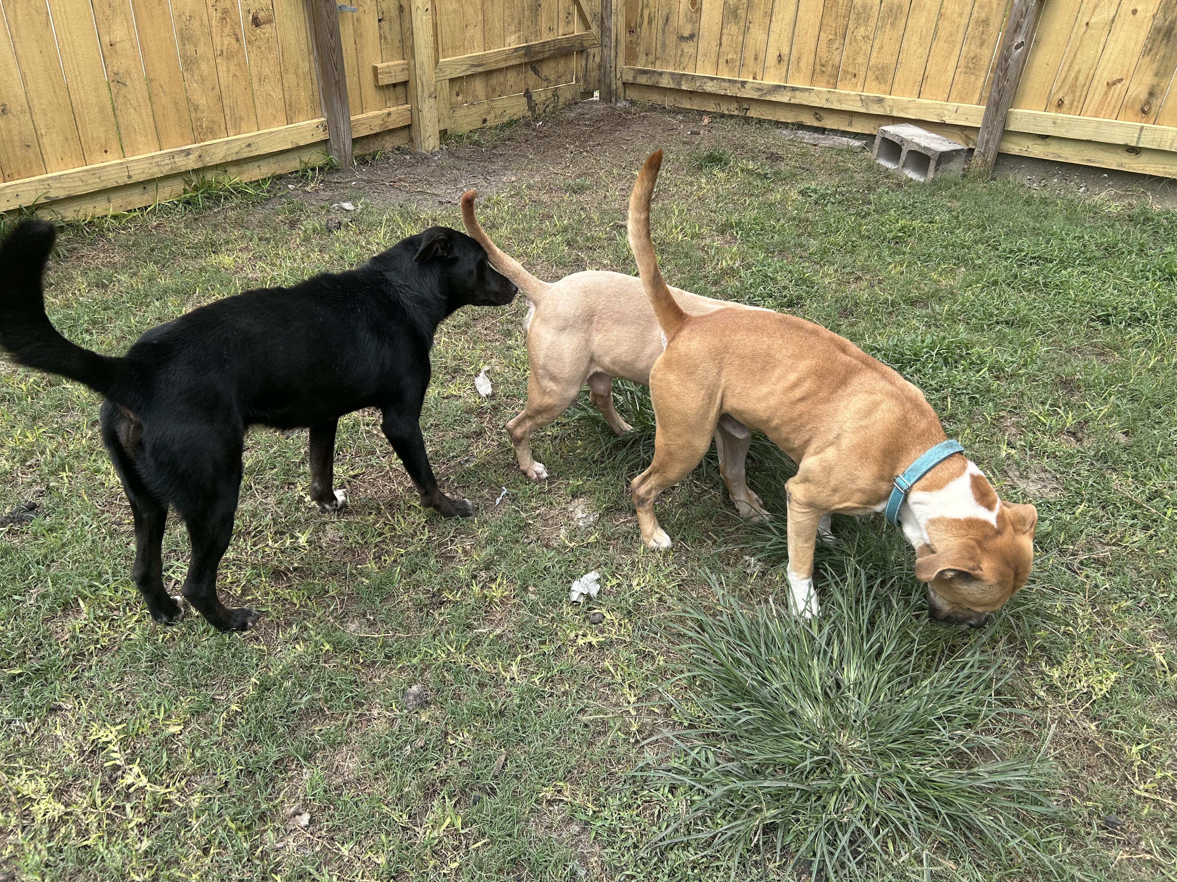 Enlarge Blaze, a Adoptable mixed breed in Pearland, TX image 4/6