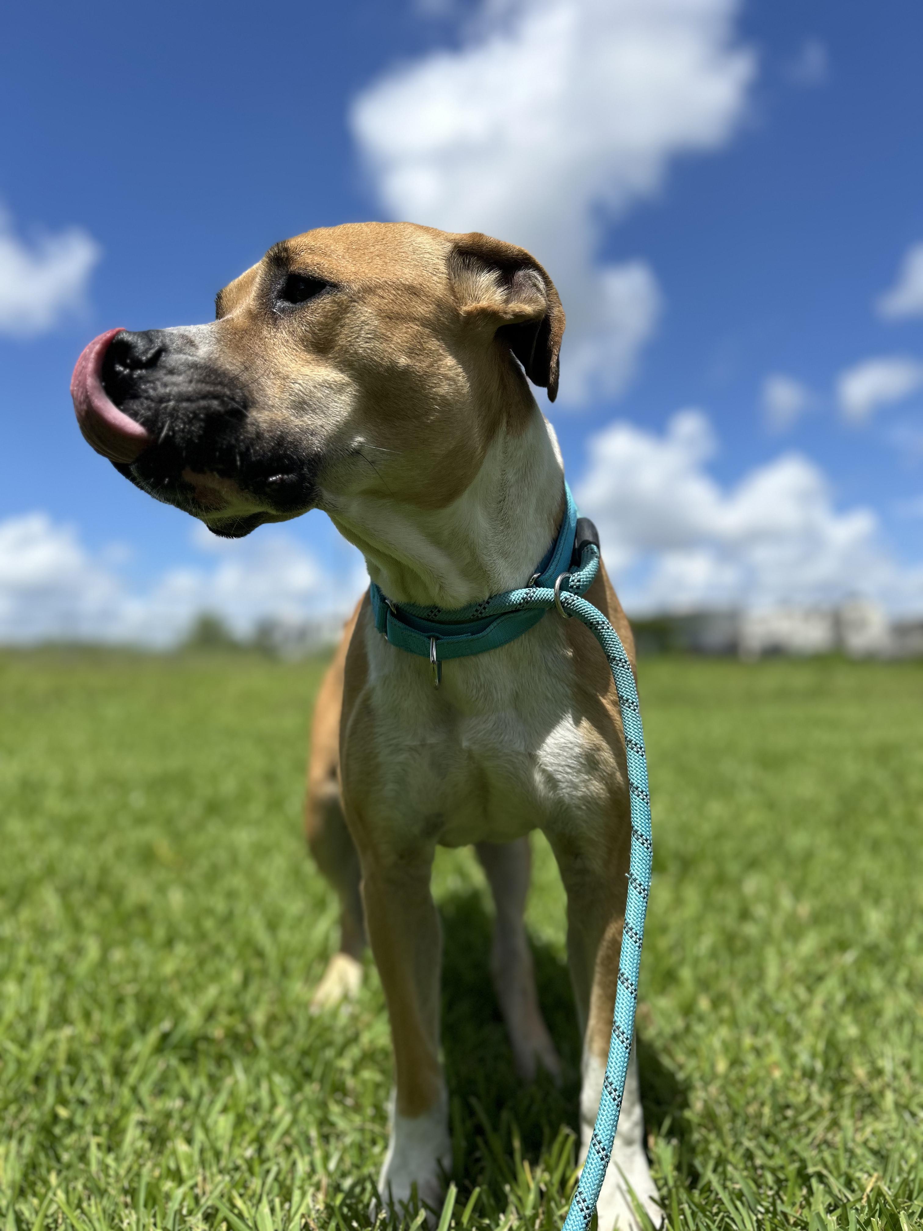 Blaze, Adoptable, Adult Male Pit Bull Terrier.