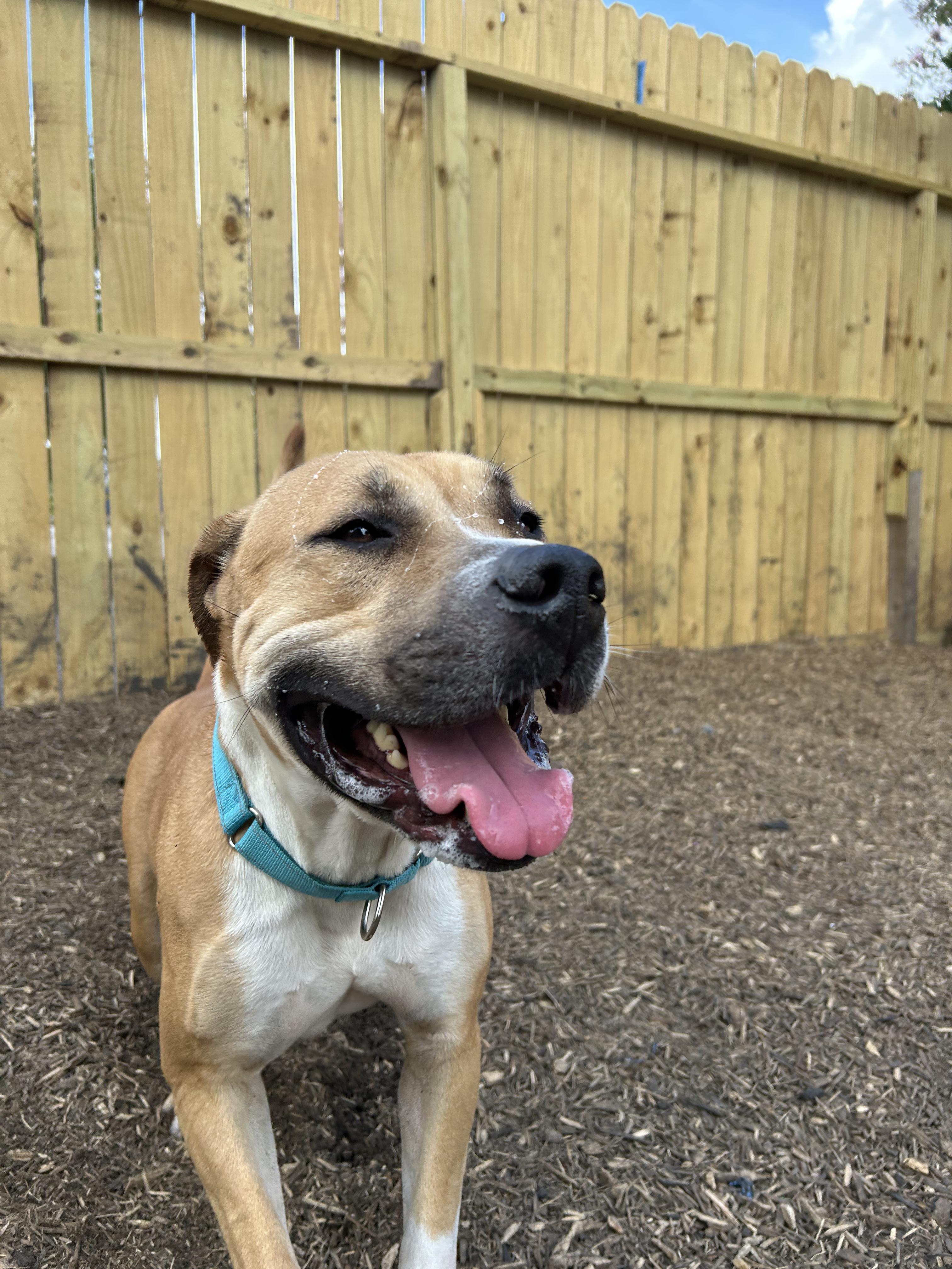 Enlarge Blaze, a Adoptable mixed breed in Pearland, TX image 5/6