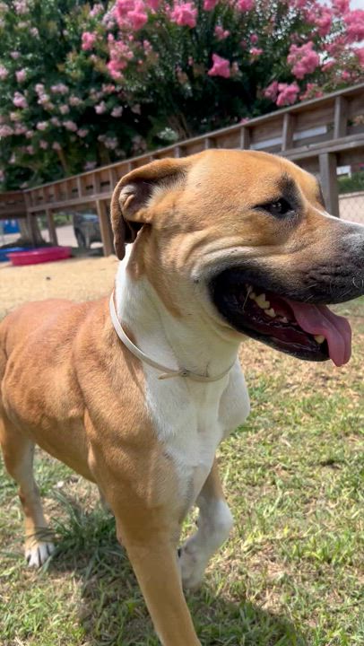 Enlarge Blaze, a Adoptable mixed breed in Pearland, TX video 6/6