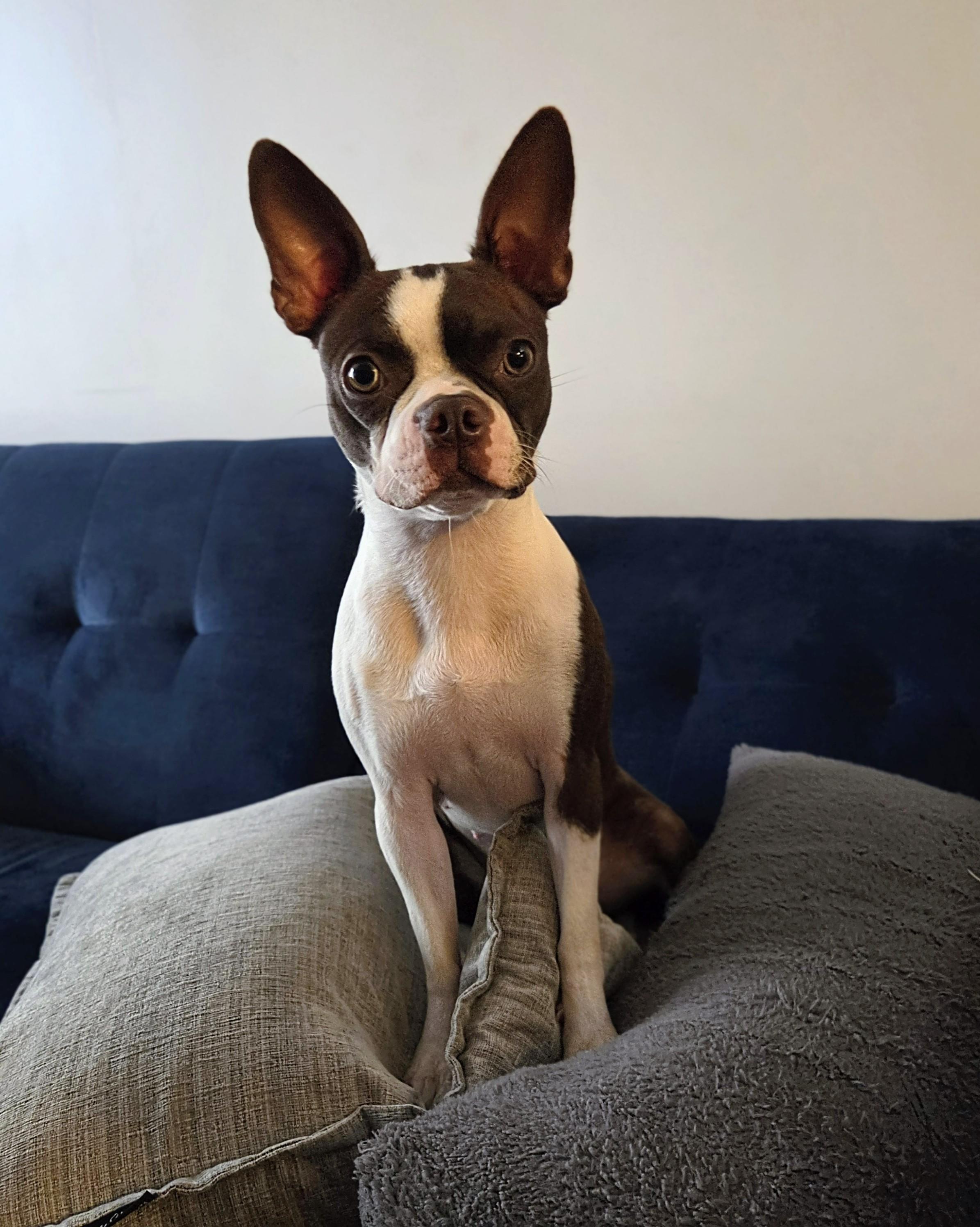 Enlarge Lilly, a Adopted mixed breed in Baltimore, MD image 2/5