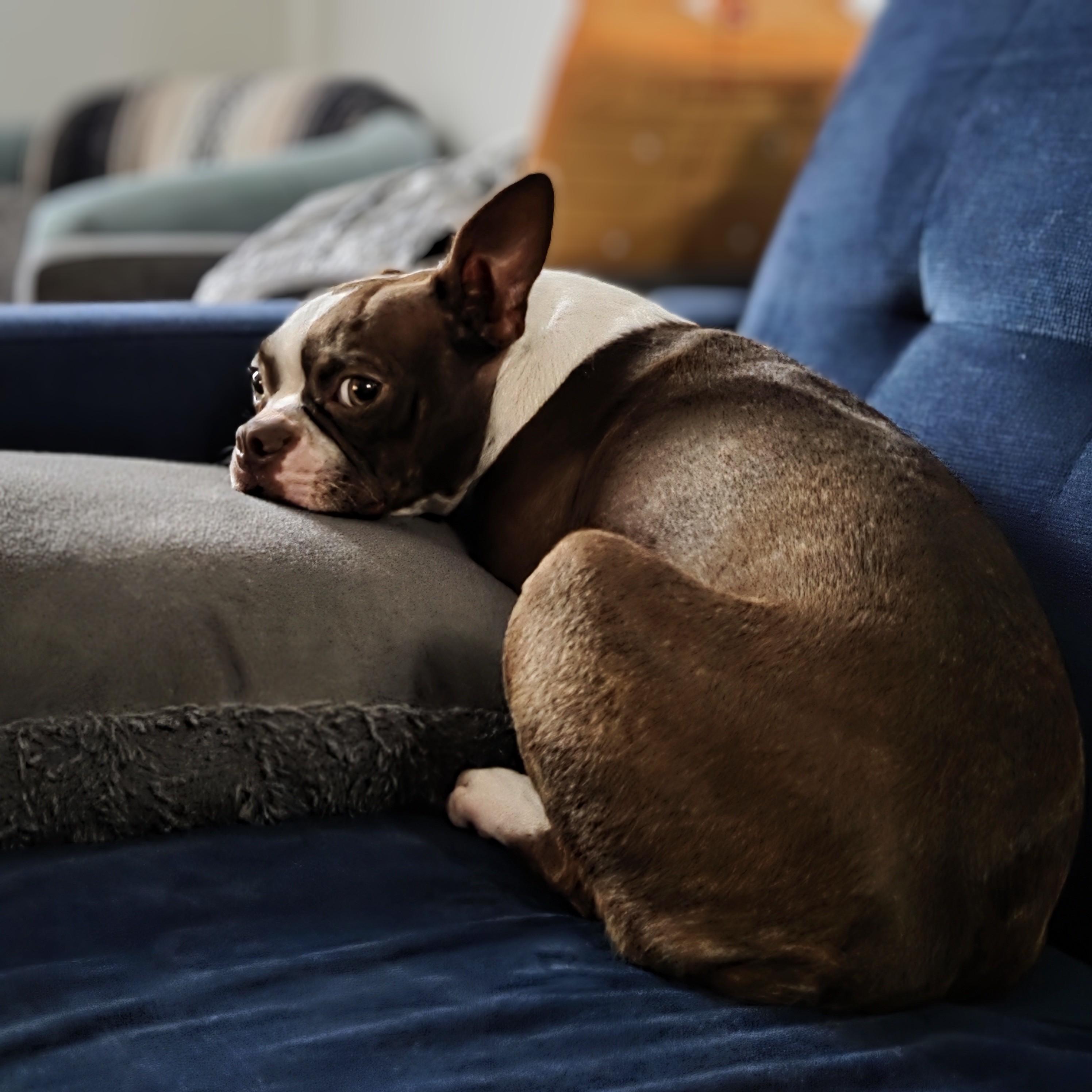 Enlarge Lilly, a Adopted mixed breed in Baltimore, MD image 4/5