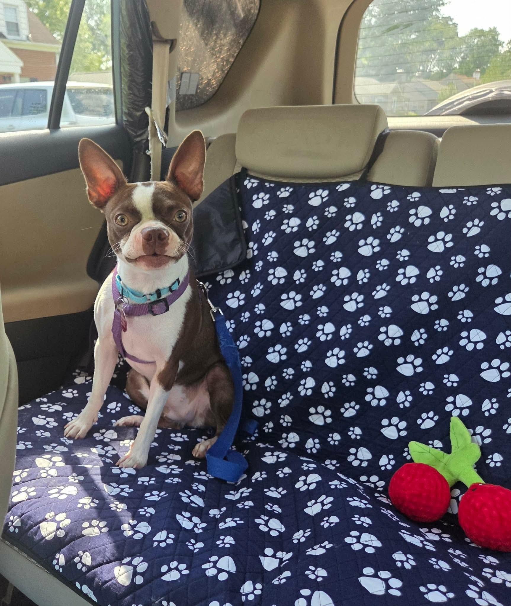 Enlarge Lilly, a Adopted mixed breed in Baltimore, MD image 5/5