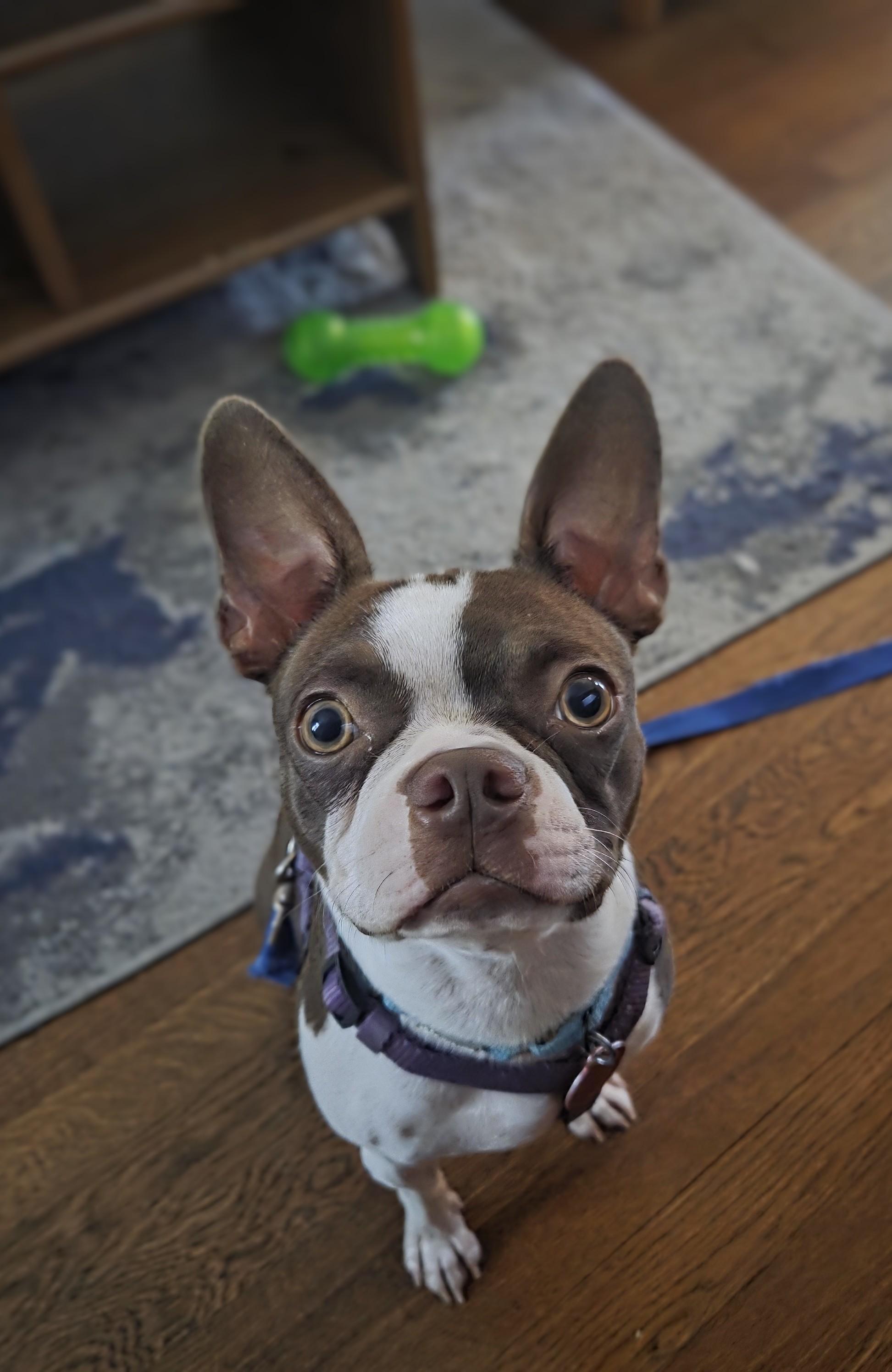 Enlarge Lilly, a Adopted mixed breed in Baltimore, MD image 1/5