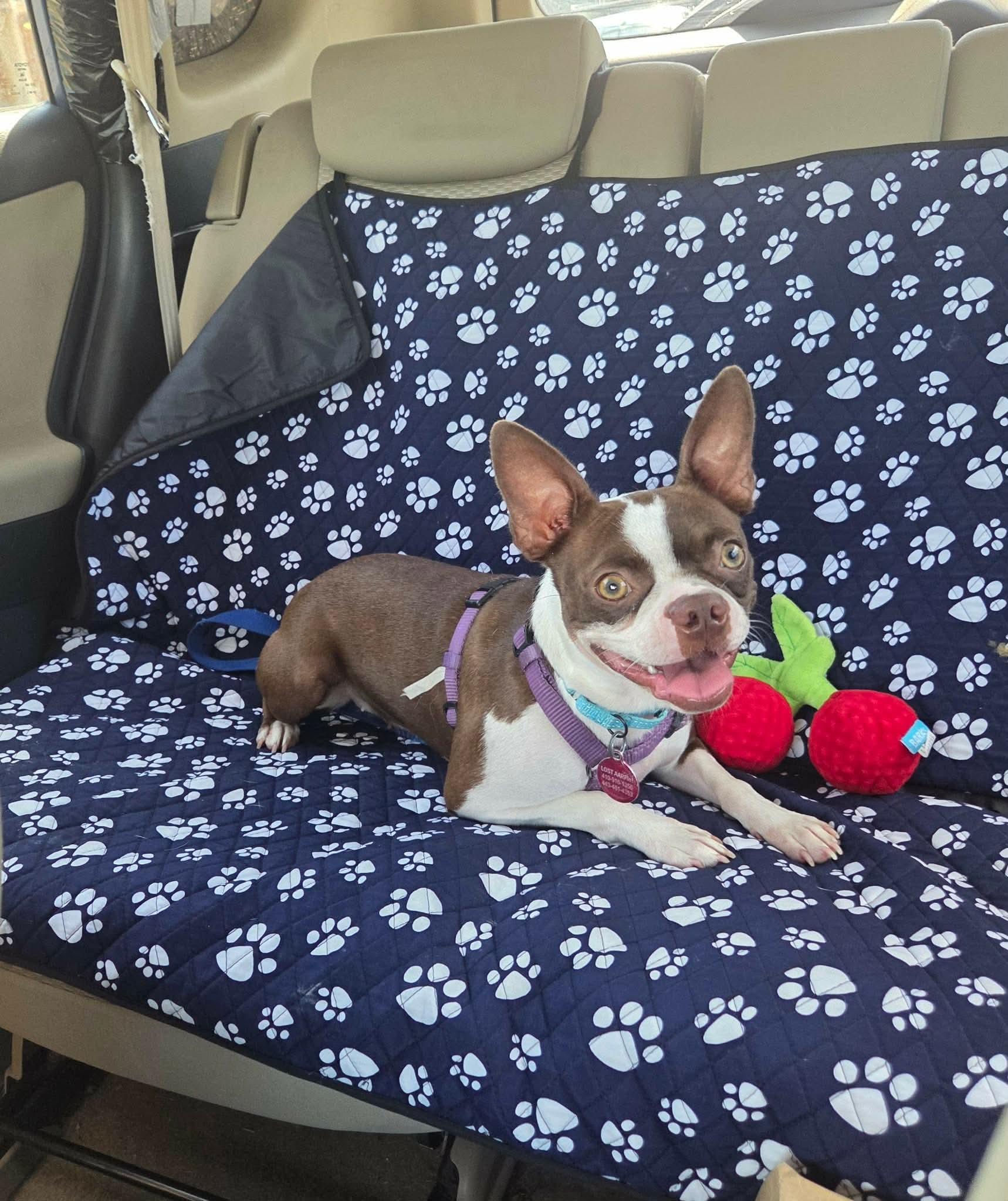 Enlarge Lilly, a Adopted mixed breed in Baltimore, MD image 3/5