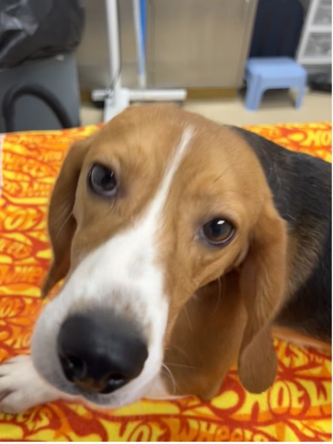 Enlarge Bandit, a Adoptable Beagle in O'Fallon, MO image 1/1
