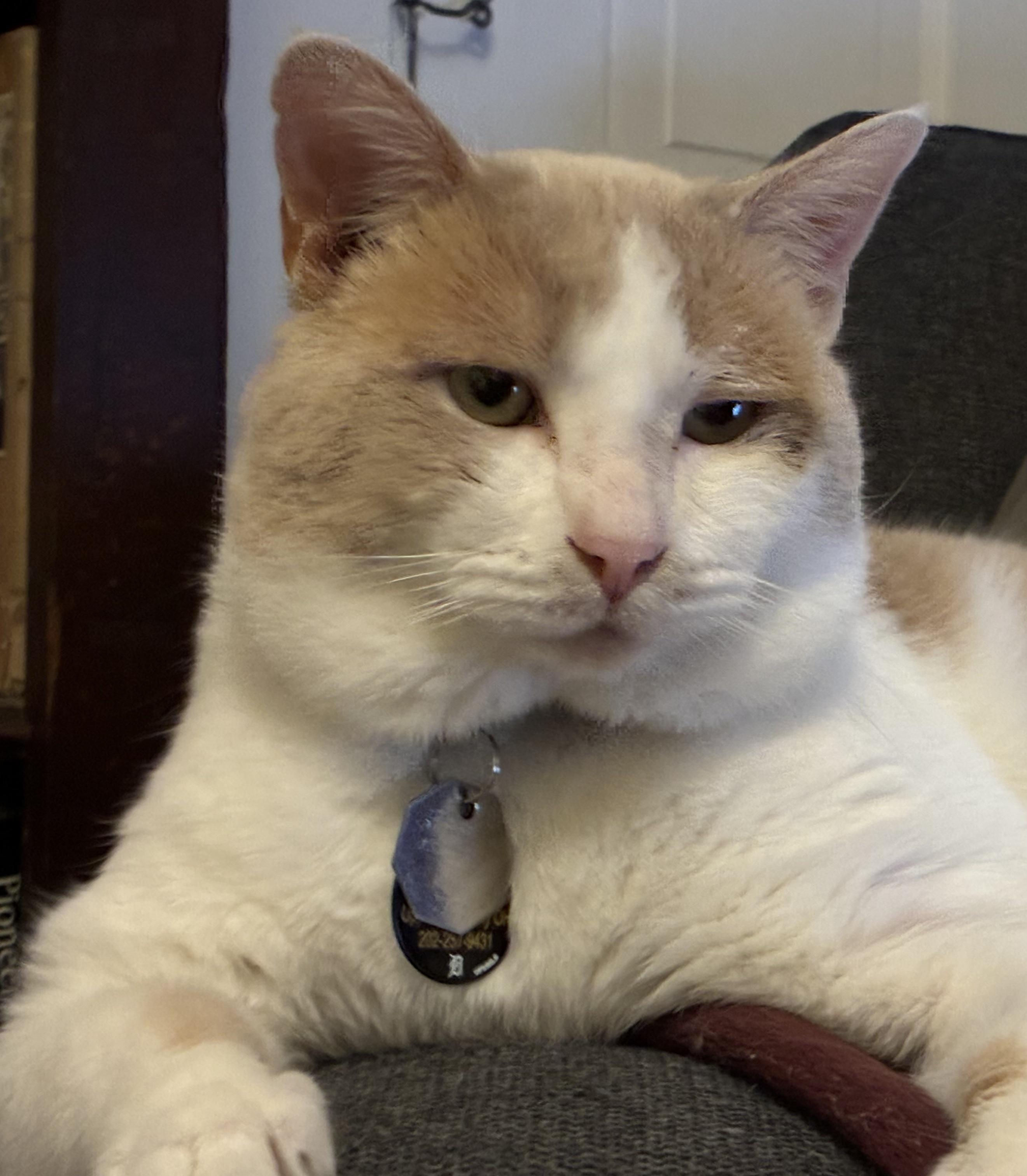 Enlarge Skubal, an adopted Domestic Short Hair in Upper Sandusky, OH image 1/2