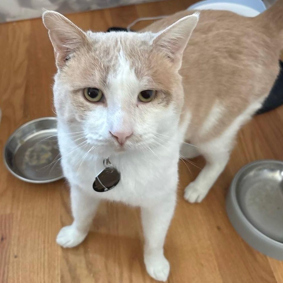 Enlarge Skubal, an adopted Domestic Short Hair in Upper Sandusky, OH image 2/2