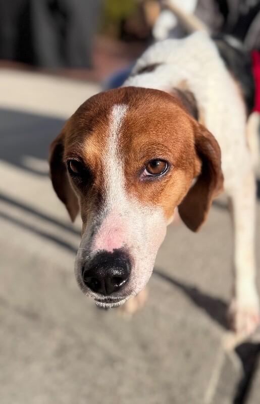 Cindy Lou Who, Adoptable, Young Female Hound.