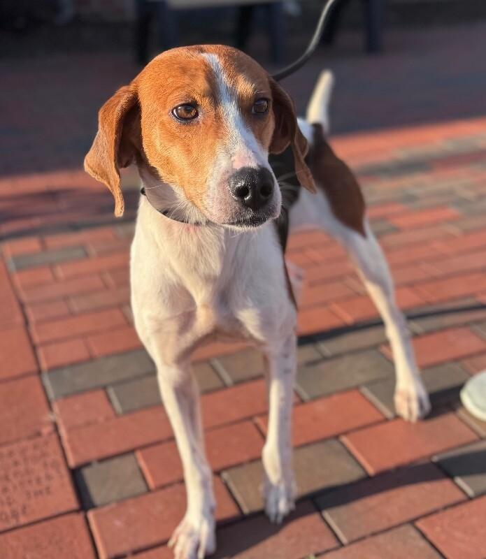 Enlarge Cindy Lou Who, a Adoptable Hound in Disputanta, VA image 2/3