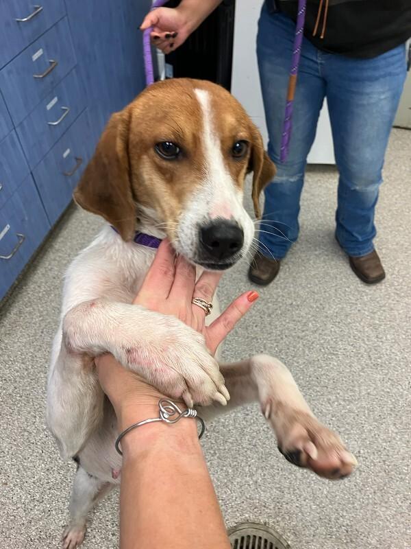 Enlarge Cindy Lou Who, a Adoptable Hound in Disputanta, VA image 3/3
