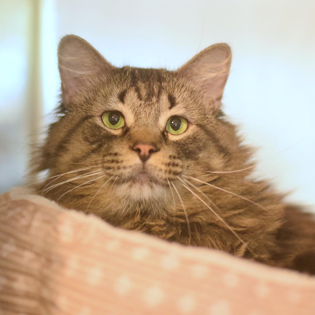 Double Stuft Oreo, Adoptable, Adult Male Domestic Long Hair.