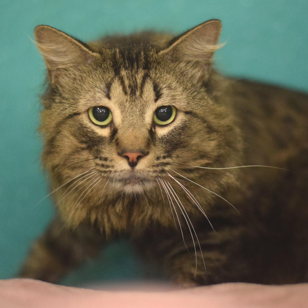 Enlarge Double Stuft Oreo, a Adoptable Domestic Long Hair in Belleville, IL image 2/6