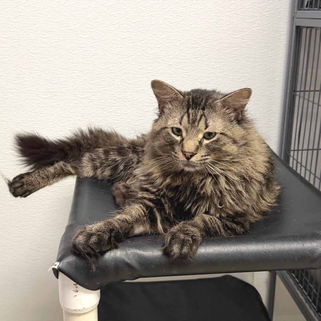 Enlarge Double Stuft Oreo, a Adoptable Domestic Long Hair in Belleville, IL image 3/6