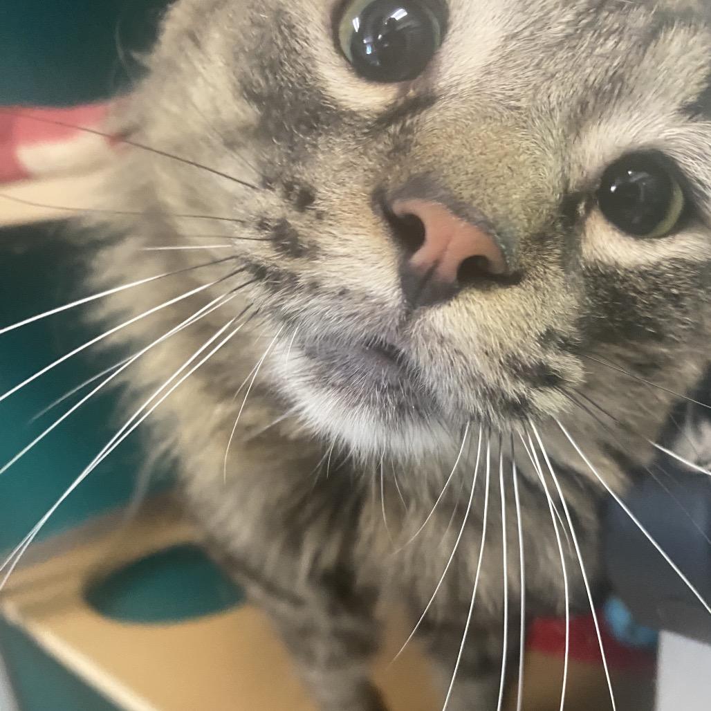 Enlarge Double Stuft Oreo, a Adoptable Domestic Long Hair in Belleville, IL image 4/6