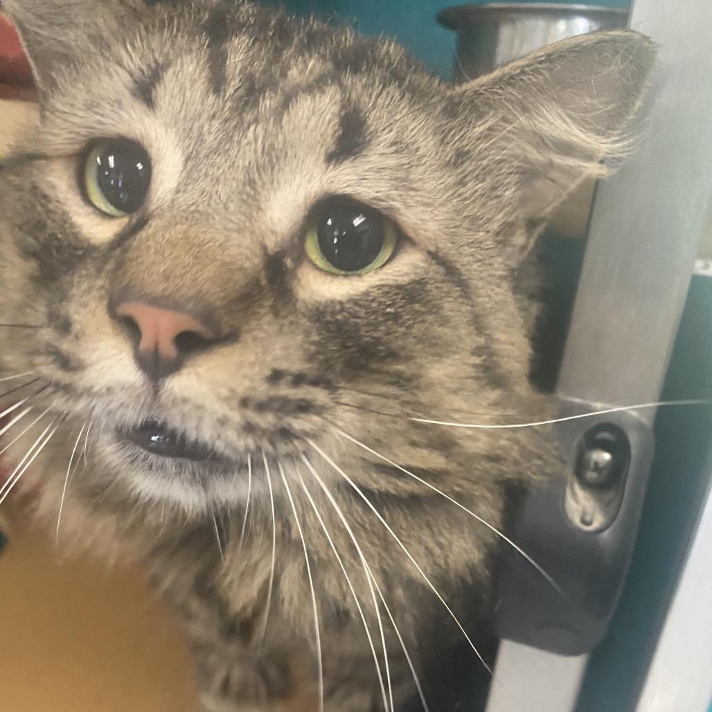 Enlarge Double Stuft Oreo, a Adoptable Domestic Long Hair in Belleville, IL image 5/6