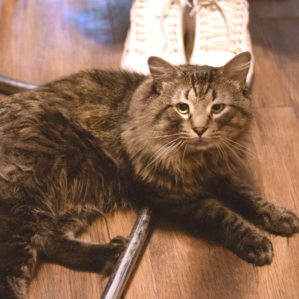Enlarge Double Stuft Oreo, a Adoptable Domestic Long Hair in Belleville, IL image 6/6