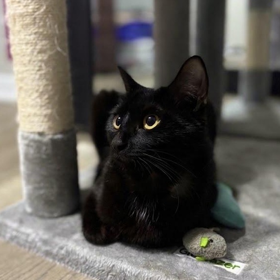 Cisely, Adoptable, Young Female Domestic Short Hair.