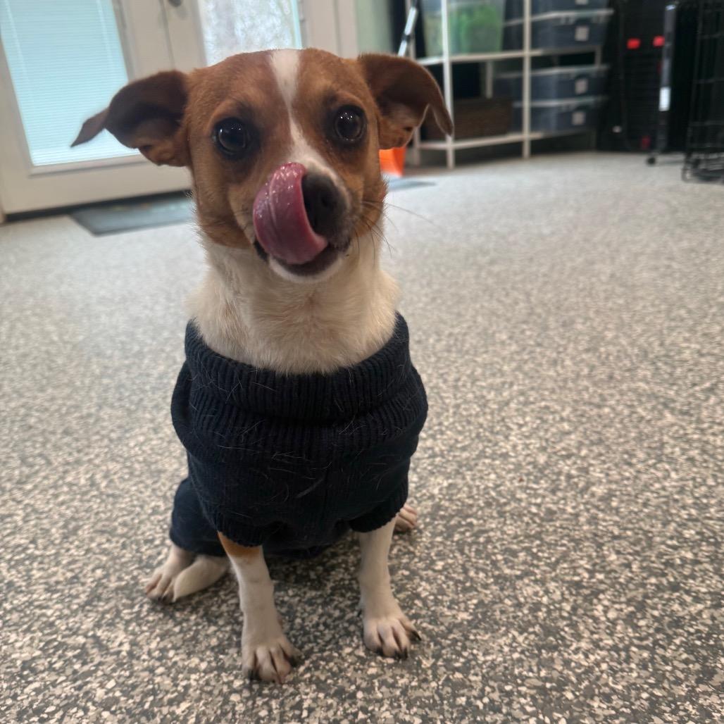 Forrest, ADOPTABLE, Adult Male Jack Russell Terrier.