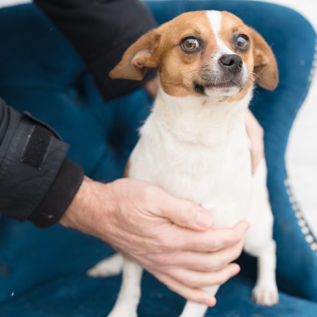 Enlarge Forrest, an adopted mixed breed in Zionsville, IN image 2/2