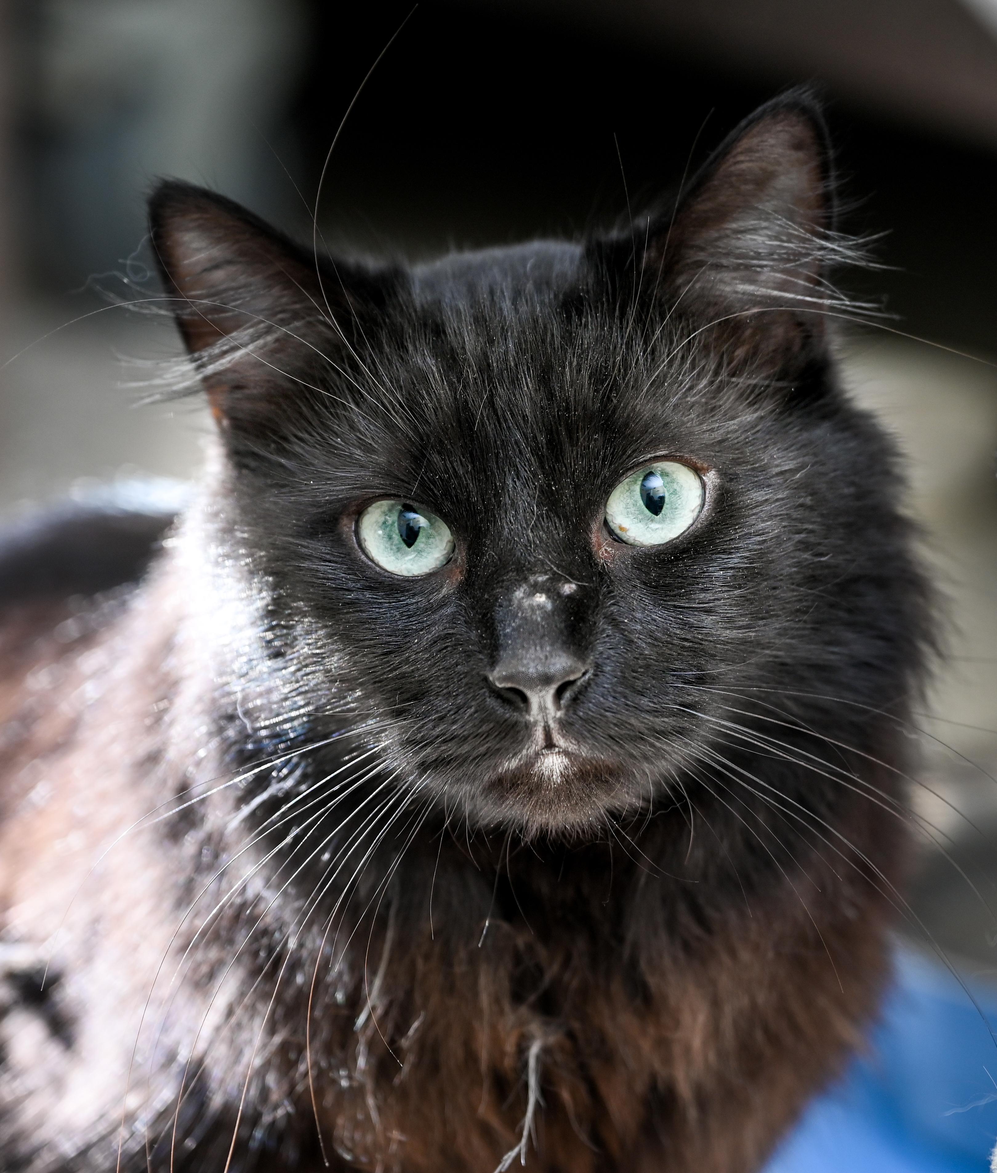 Enlarge Maximus, a ADOPTABLE mixed breed in Chattanooga, TN image 4/4