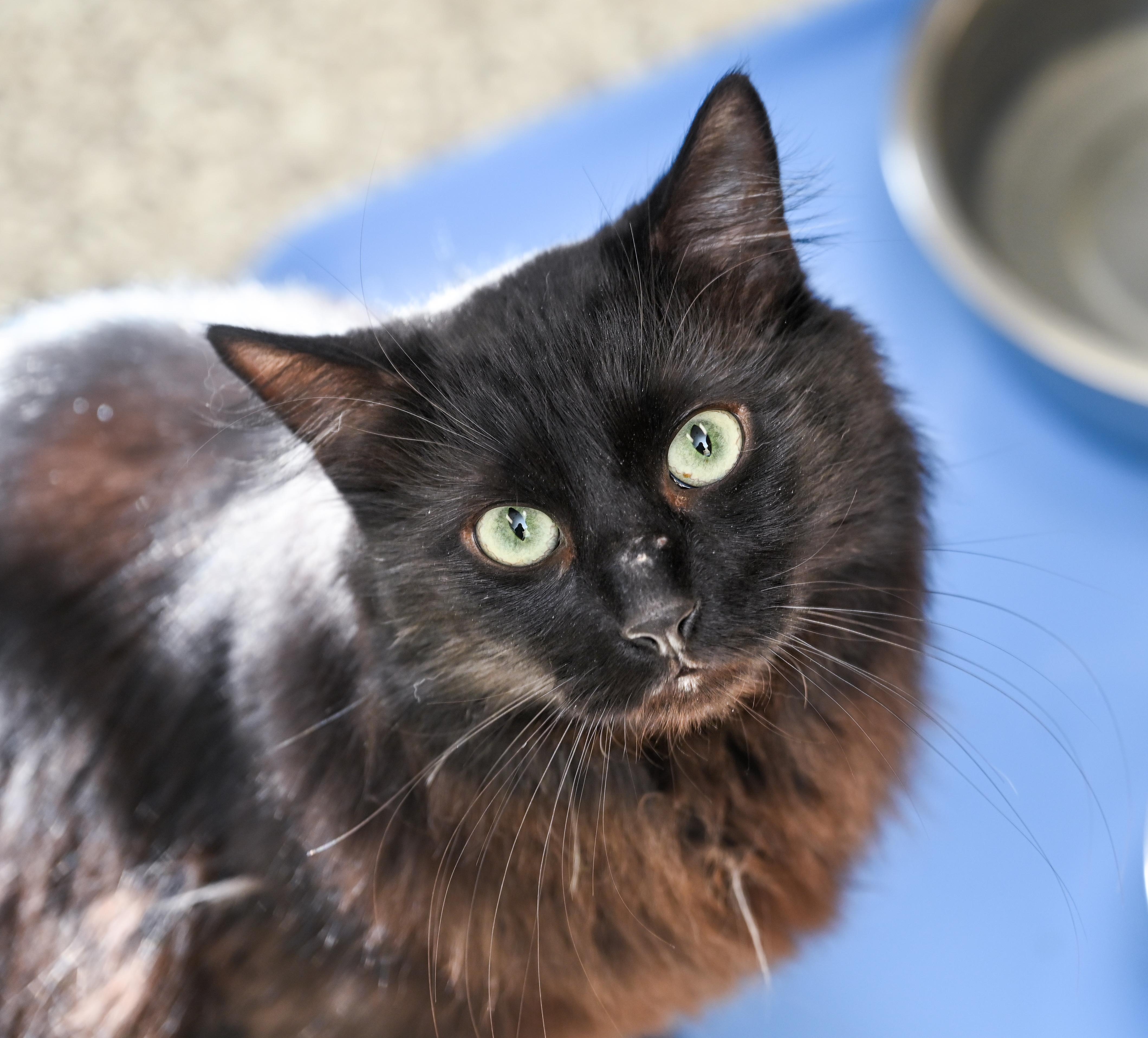 Enlarge Maximus, a ADOPTABLE mixed breed in Chattanooga, TN image 1/4