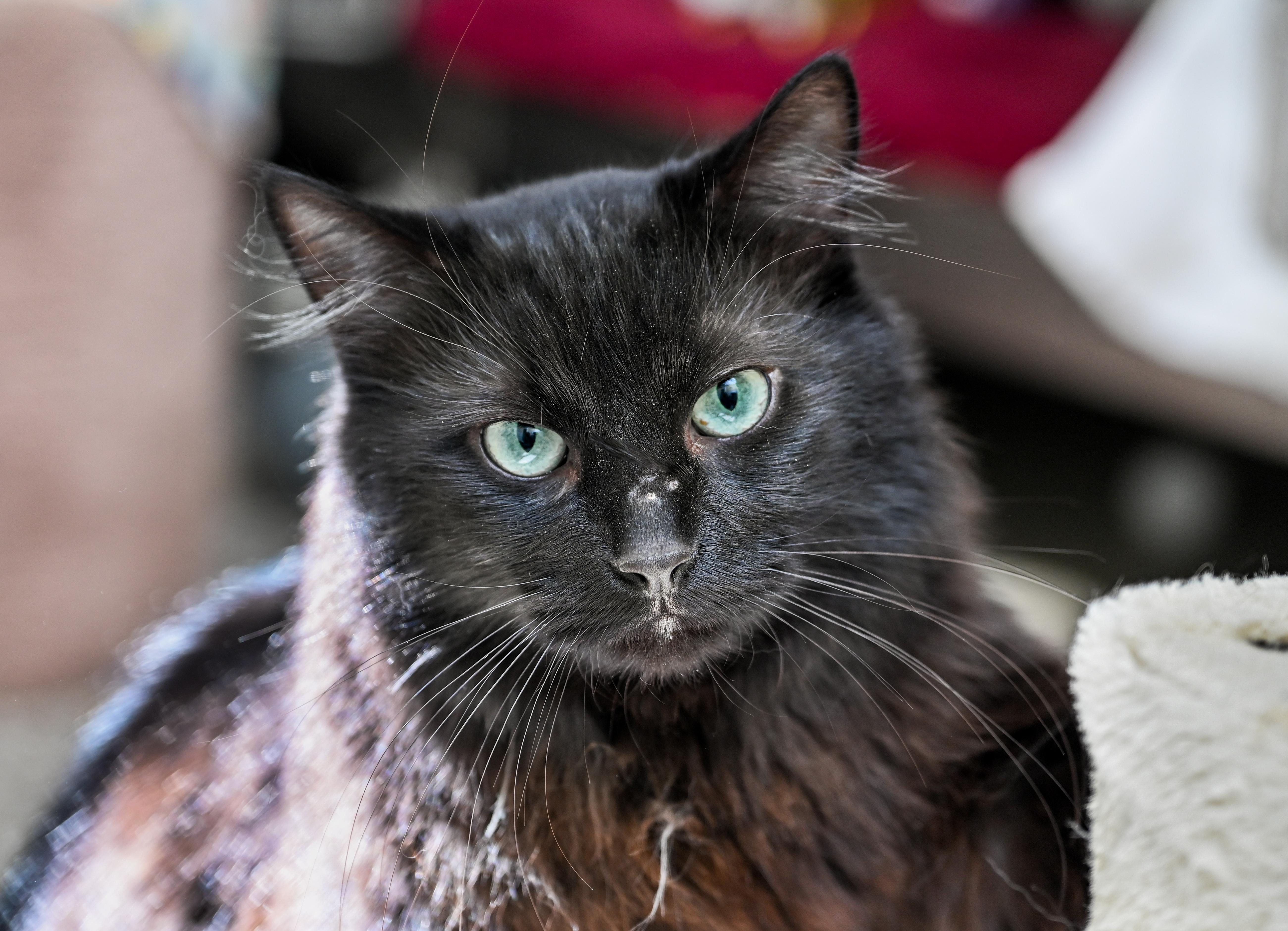 Maximus, ADOPTABLE, Adult Male Domestic Long Hair & Domestic Short Hair.