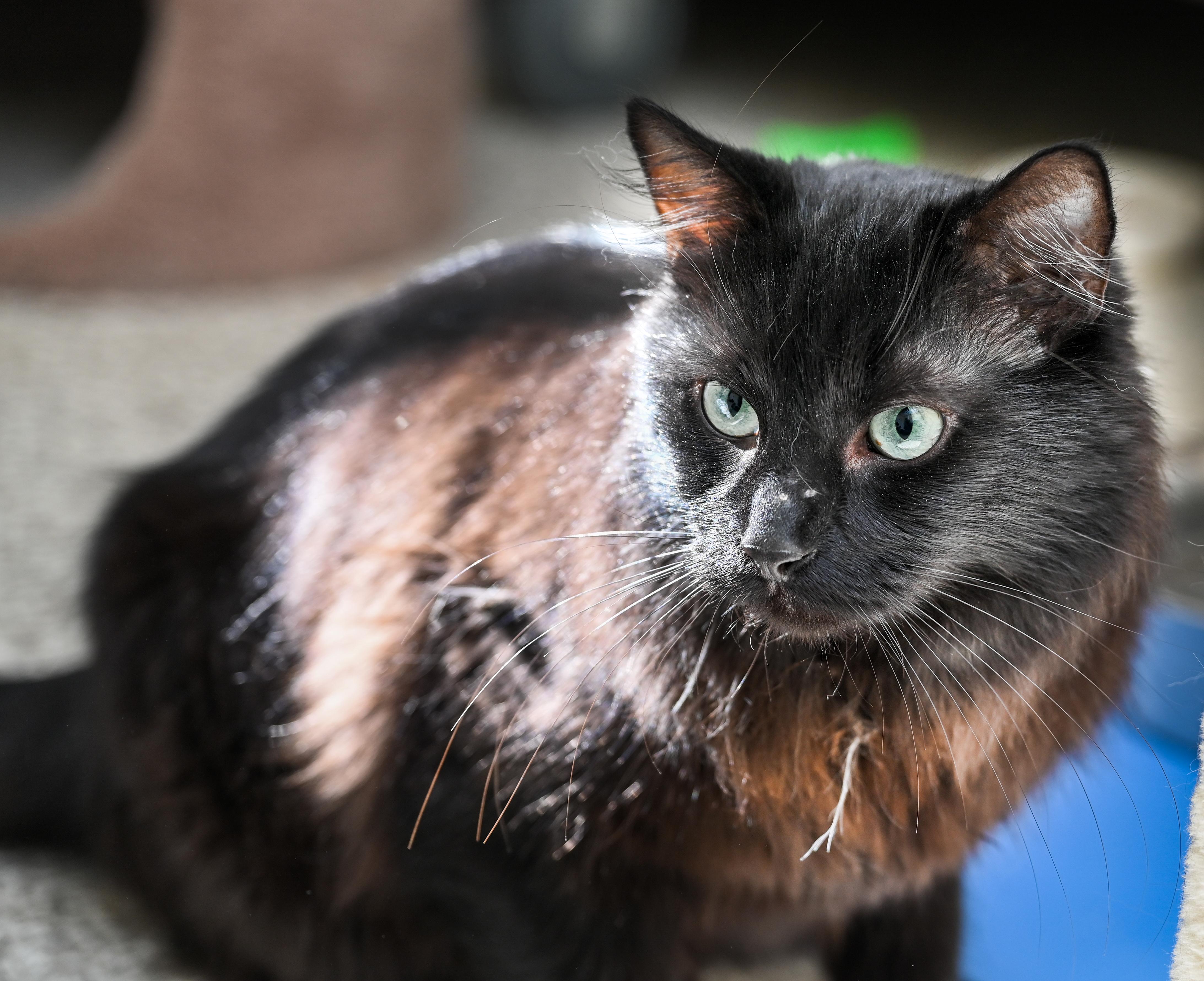 Enlarge Maximus, a ADOPTABLE mixed breed in Chattanooga, TN image 3/4