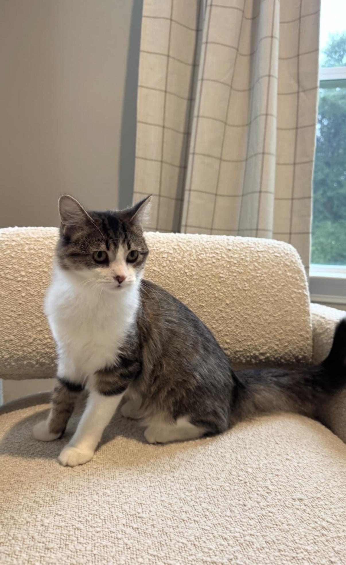 Blossom, Adoptable, Young Female Domestic Medium Hair.