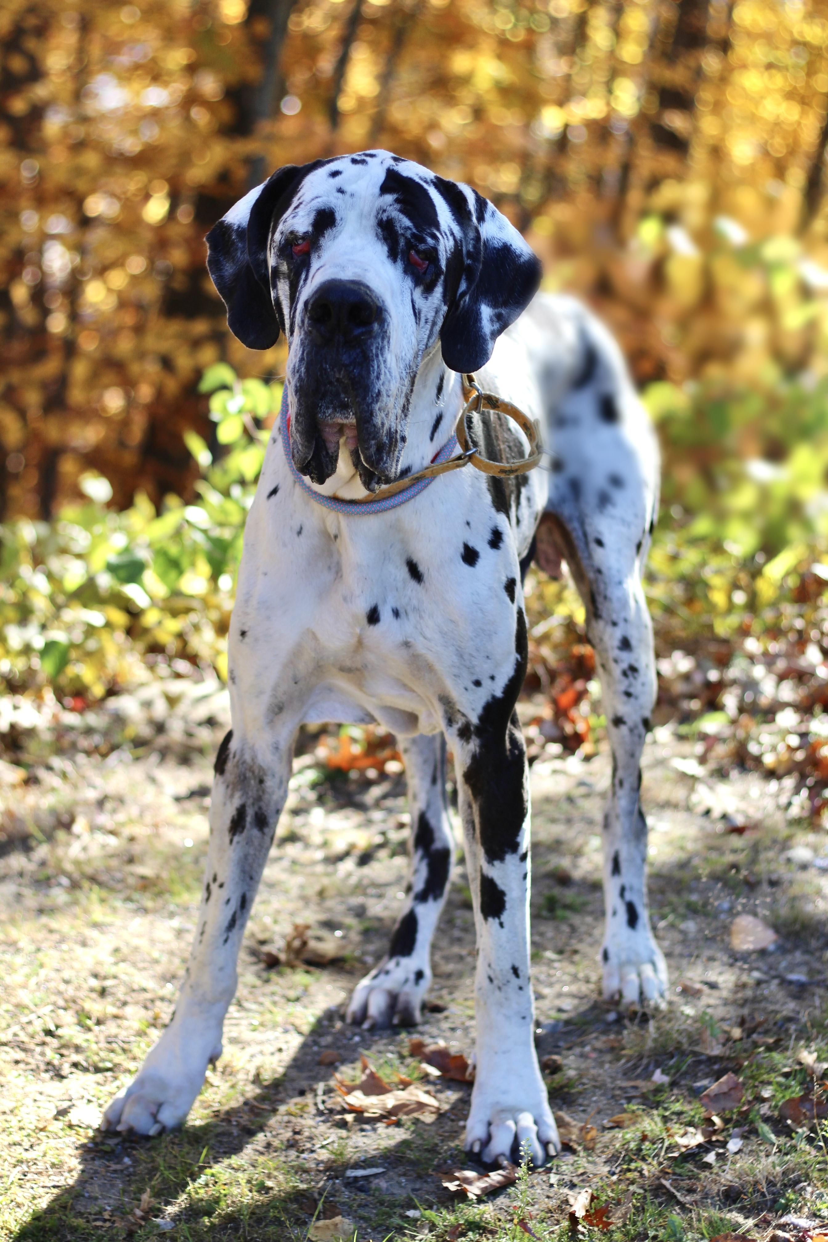 Enlarge Sea Biscuit in NH. Come Meet our Adoptable Dogs Wednesday-Saturday. More info in Bio, a Adopted mixed breed in Manchester, NH image 2/6