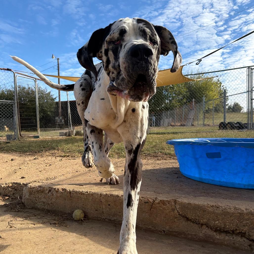 Enlarge Sea Biscuit in NH. Come Meet our Adoptable Dogs Wednesday-Saturday. More info in Bio, a Adopted mixed breed in Manchester, NH image 5/6