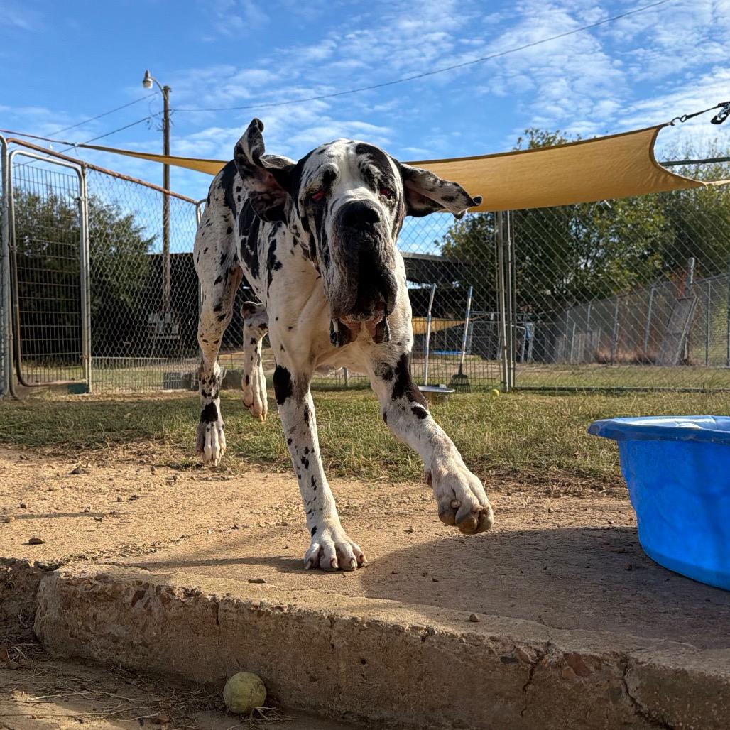 Enlarge Sea Biscuit in NH. Come Meet our Adoptable Dogs Wednesday-Saturday. More info in Bio, a Adopted mixed breed in Manchester, NH image 6/6