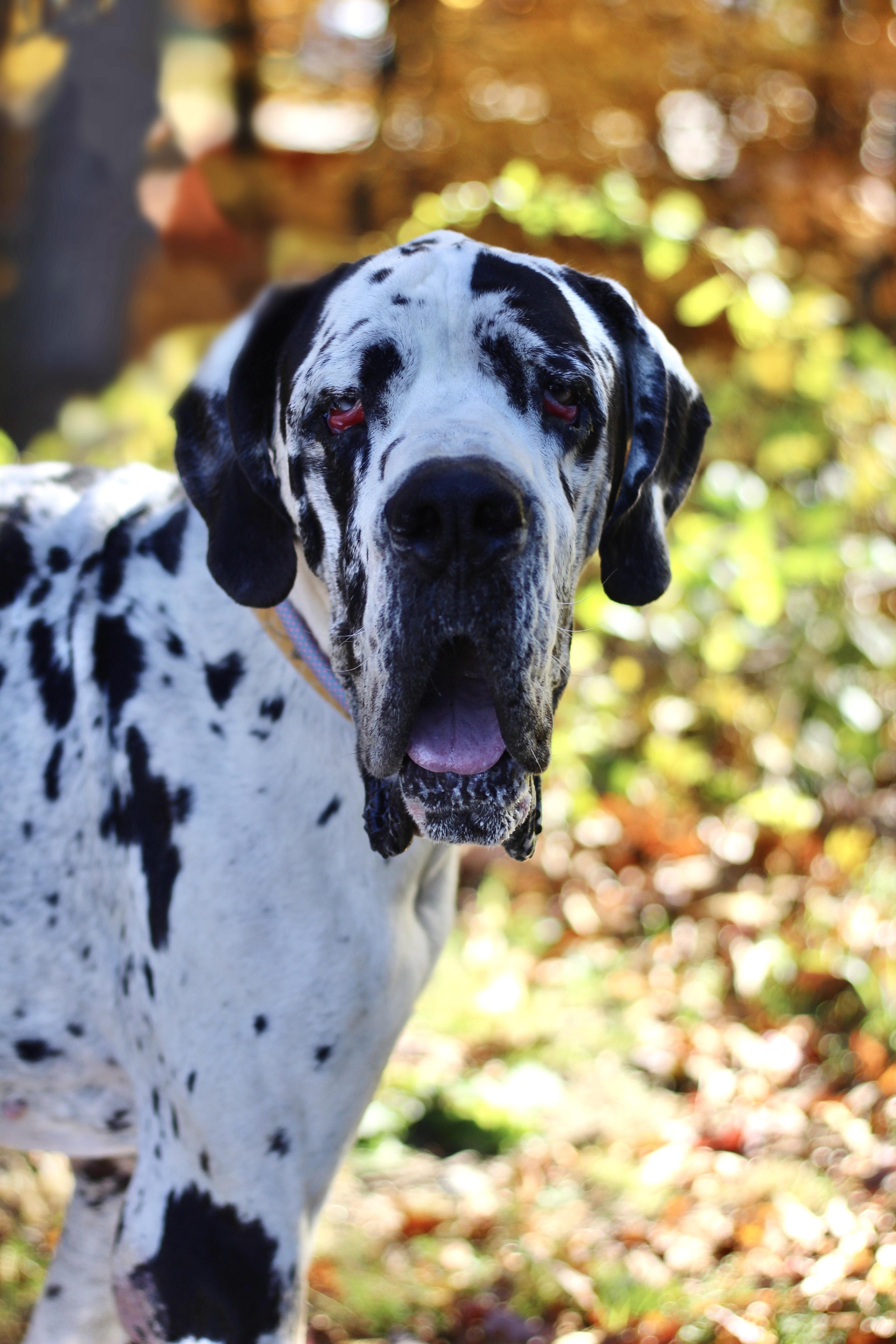 Enlarge Sea Biscuit in NH. Come Meet our Adoptable Dogs Wednesday-Saturday. More info in Bio, a Adopted mixed breed in Manchester, NH image 4/6