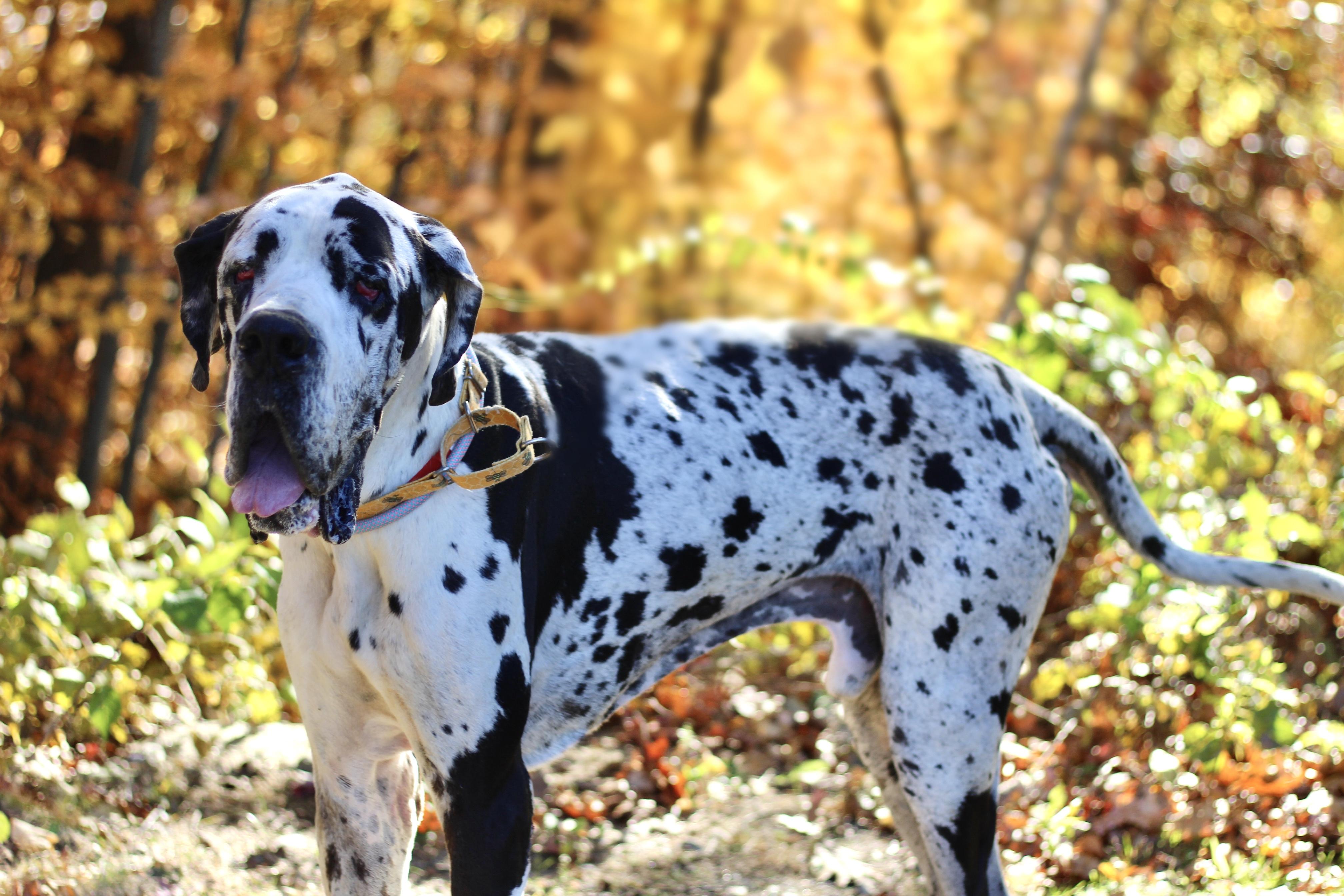 Enlarge Sea Biscuit in NH. Come Meet our Adoptable Dogs Wednesday-Saturday. More info in Bio, a Adopted mixed breed in Manchester, NH image 3/6