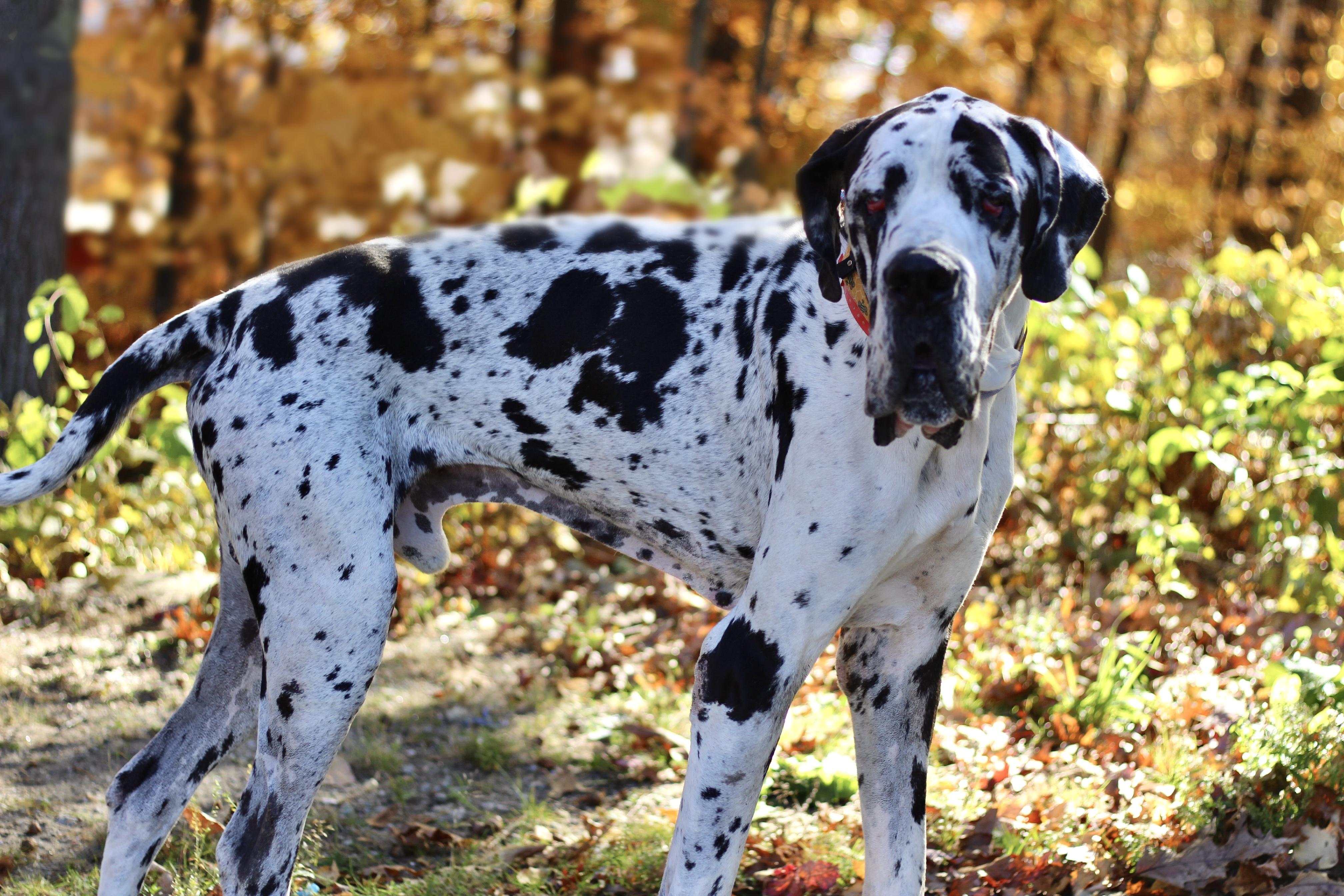 Enlarge Sea Biscuit in NH. Come Meet our Adoptable Dogs Wednesday-Saturday. More info in Bio, a Adopted mixed breed in Manchester, NH image 1/6