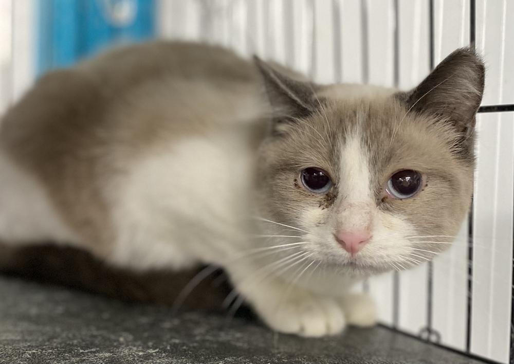 Enlarge Bougie, a Adopted Siamese in Panama City Beach, FL image 1/1