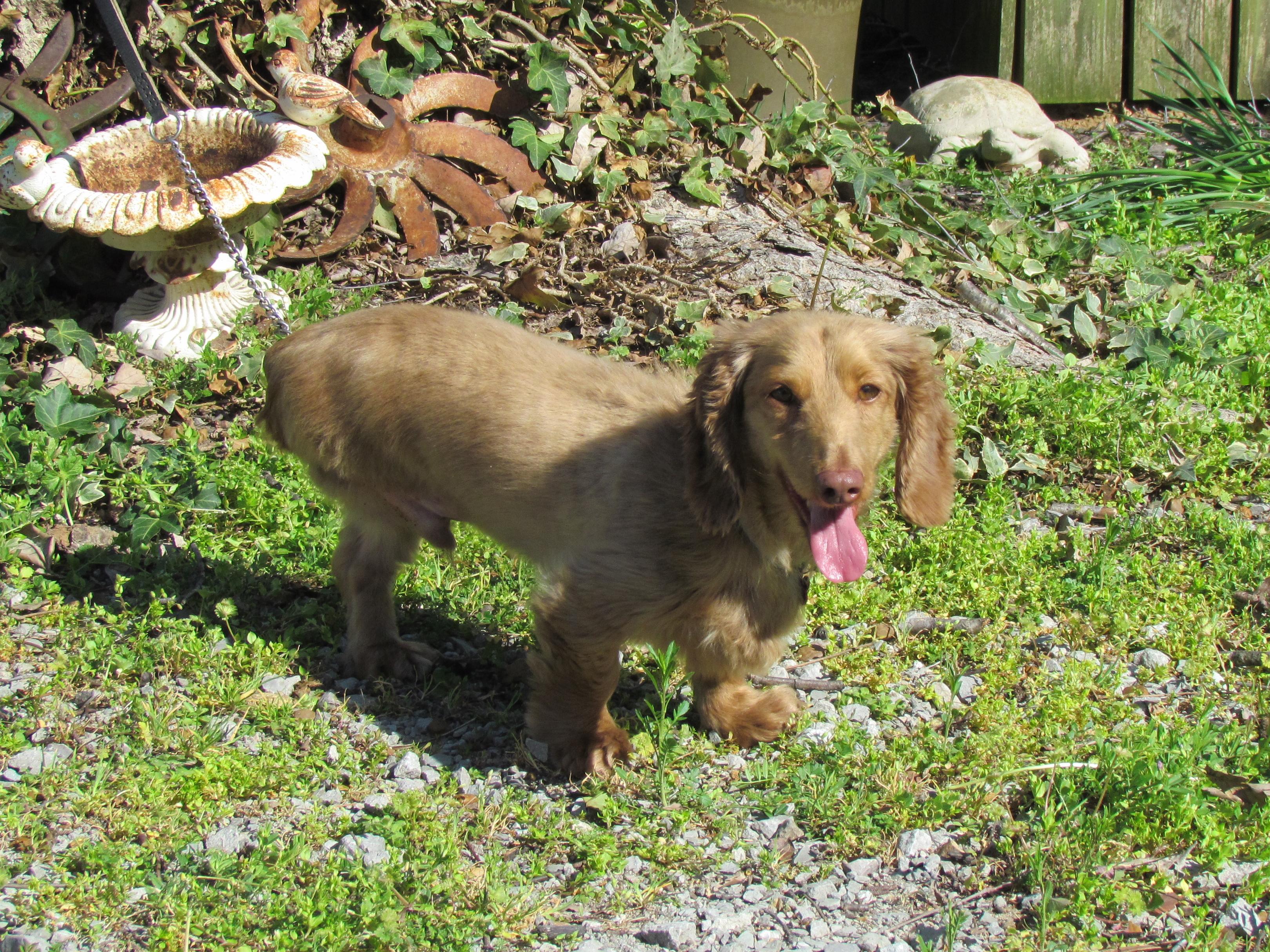 Enlarge FREDDIE, an adopted Dachshund (Long Haired) in Harrisburg, PA image 3/6