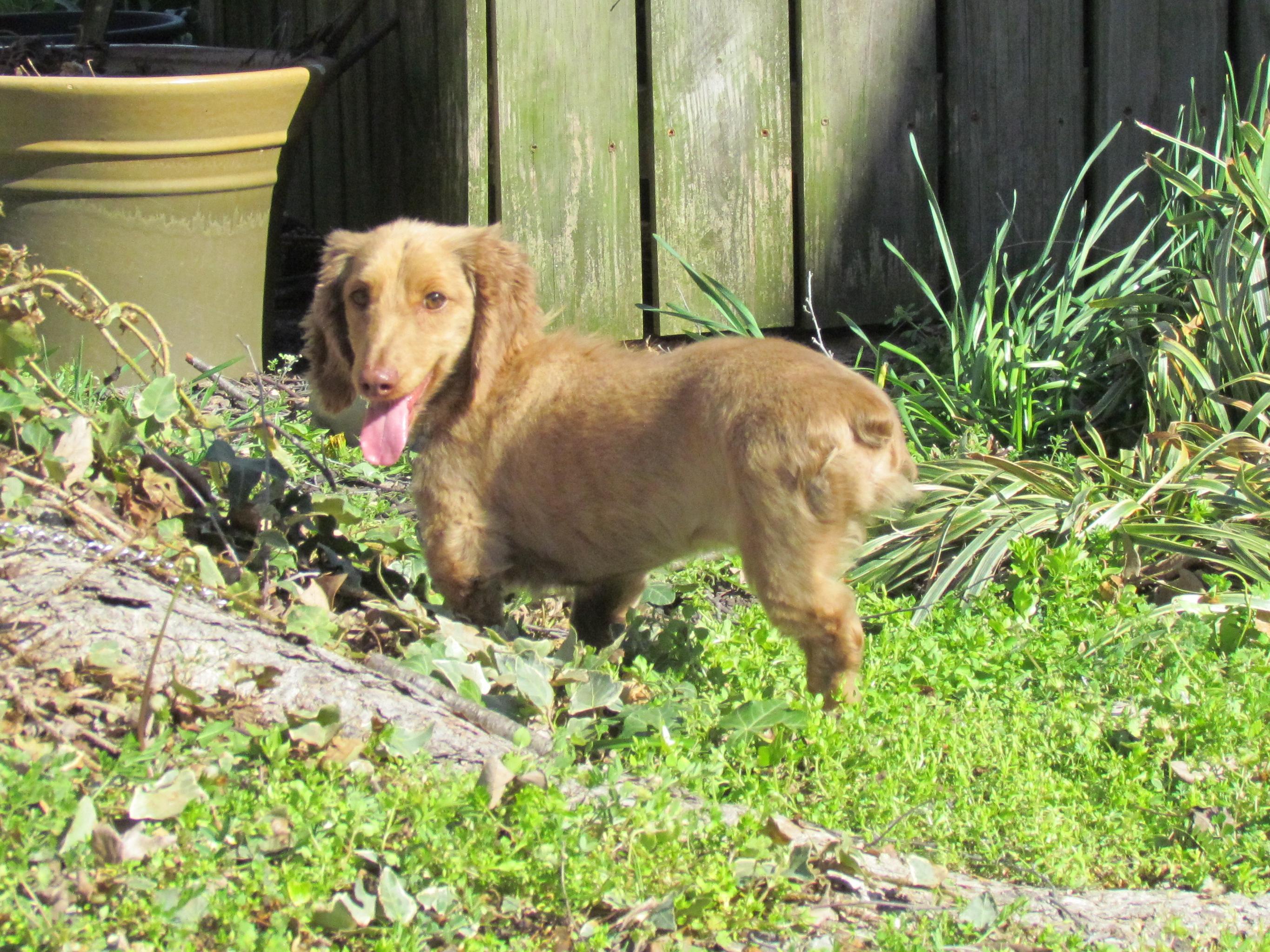 Enlarge FREDDIE, an adopted Dachshund (Long Haired) in Harrisburg, PA image 2/6